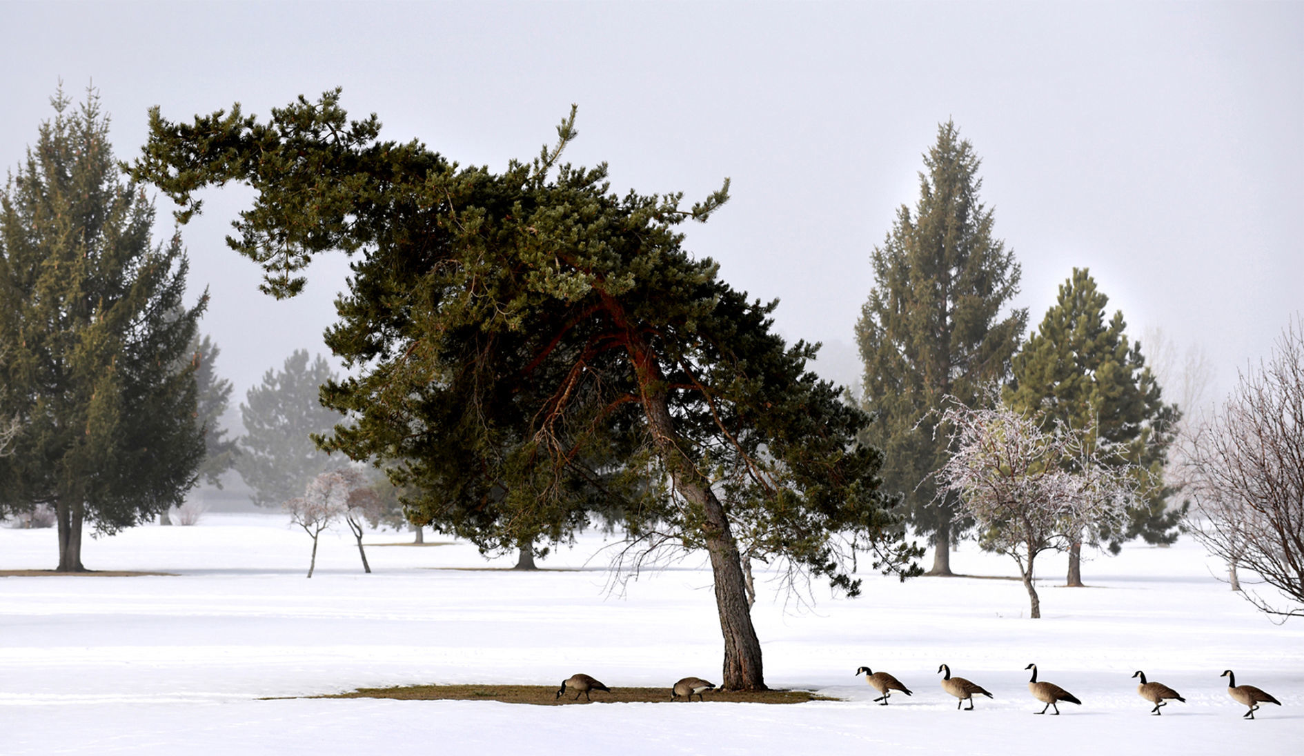 Take a gander at this gaggle